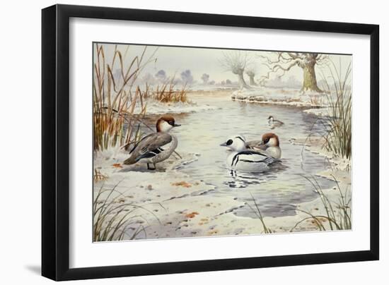 Smew-Carl Donner-Framed Giclee Print