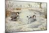 Smew-Carl Donner-Mounted Giclee Print