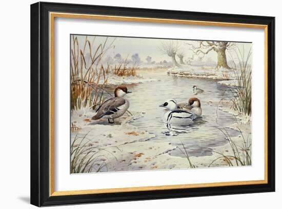 Smew-Carl Donner-Framed Giclee Print