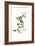 Smilax aspera, Flora Graeca-Ferdinand Bauer-Framed Giclee Print