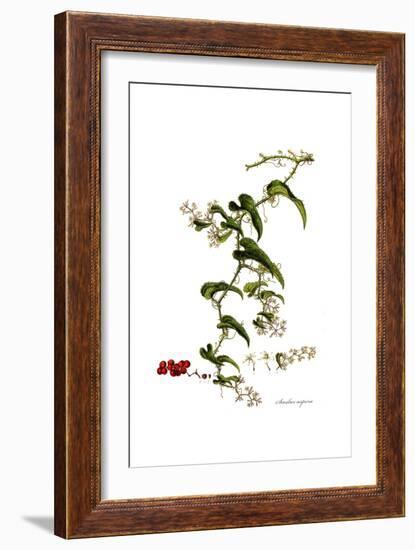 Smilax aspera, Flora Graeca-Ferdinand Bauer-Framed Giclee Print