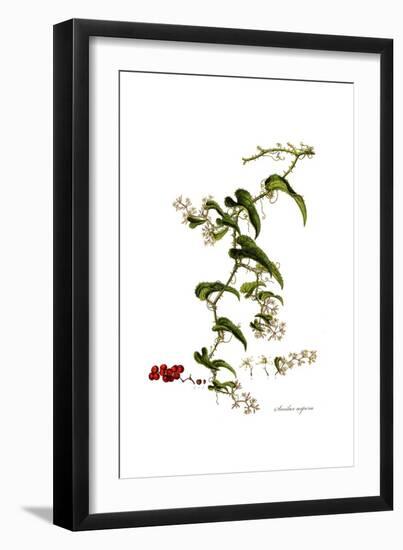 Smilax aspera, Flora Graeca-Ferdinand Bauer-Framed Giclee Print