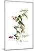 Smilax aspera, Flora Graeca-Ferdinand Bauer-Mounted Giclee Print