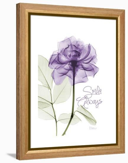 Smile Always Rose-Albert Koetsier-Framed Stretched Canvas