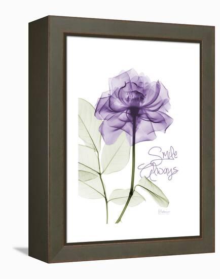 Smile Always Rose-Albert Koetsier-Framed Stretched Canvas