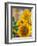 Smile: Sunny Sunflower-Nicole Katano-Framed Photo