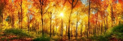 Autumn Sun Shining through Tree Canopy-Smileus-Photographic Print