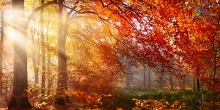 Autumn in the Forest, Sunrays Fall Through Mist and a Beautiful Red Tree-Smileus Images-Premier Image Canvas