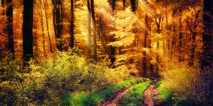 Autumn in the Forest, Sunrays Fall Through Mist and a Beautiful Red Tree-Smileus Images-Photographic Print