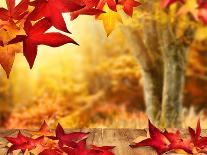 Autumn Sun Shining through Tree Canopy-Smileus-Photographic Print