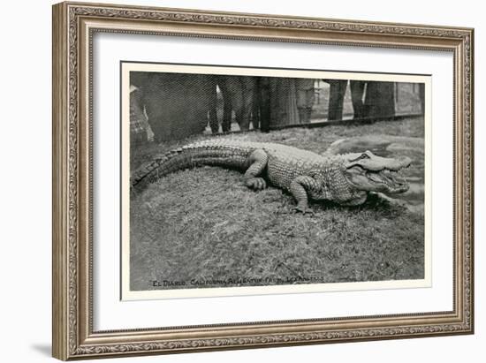 Smiling Alligator-null-Framed Premium Giclee Print