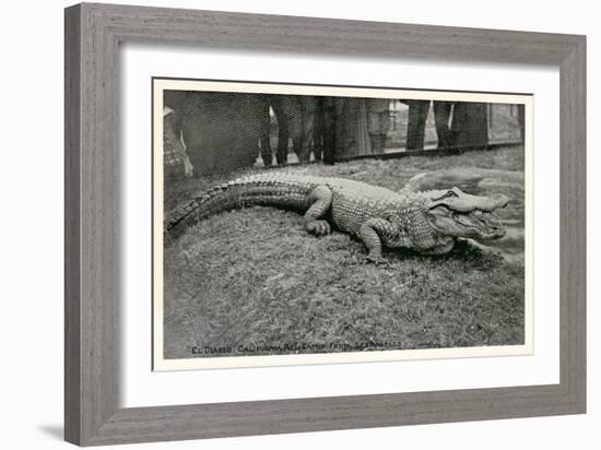 Smiling Alligator-null-Framed Premium Giclee Print