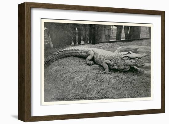 Smiling Alligator-null-Framed Premium Giclee Print