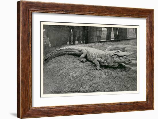 Smiling Alligator-null-Framed Premium Giclee Print