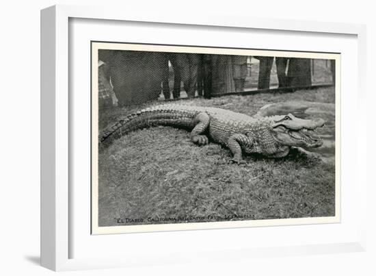 Smiling Alligator-null-Framed Premium Giclee Print