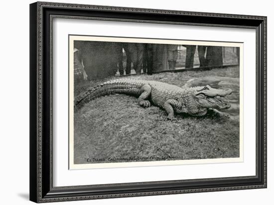 Smiling Alligator-null-Framed Premium Giclee Print
