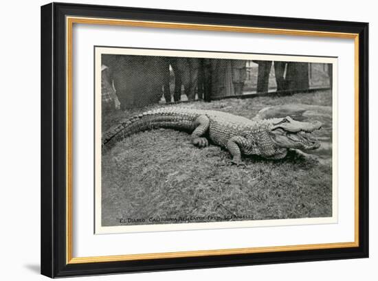 Smiling Alligator-null-Framed Premium Giclee Print