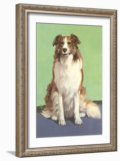 Smiling Collie-null-Framed Art Print