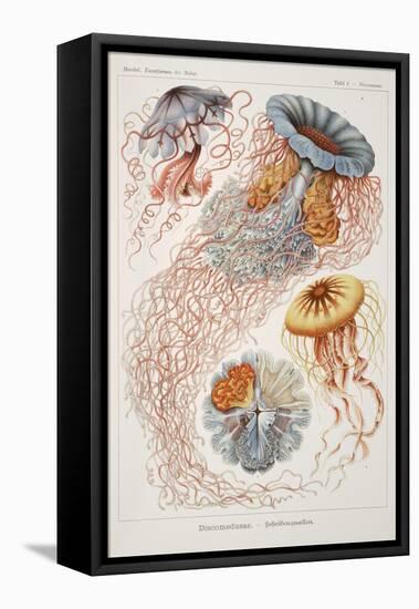 Smimthsonian Libraries: "Discomedusae" by Ernst Heinrich Philipp August Haeckel-null-Framed Stretched Canvas