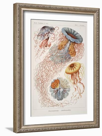 Smimthsonian Libraries: "Discomedusae" by Ernst Heinrich Philipp August Haeckel-null-Framed Art Print