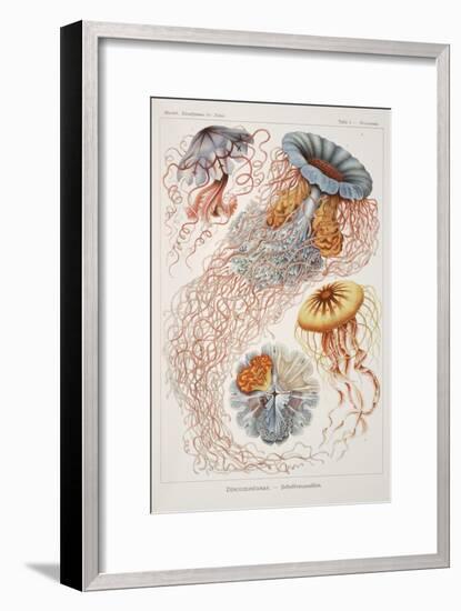 Smimthsonian Libraries: "Discomedusae" by Ernst Heinrich Philipp August Haeckel-null-Framed Art Print