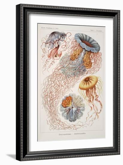 Smimthsonian Libraries: "Discomedusae" by Ernst Heinrich Philipp August Haeckel-null-Framed Art Print