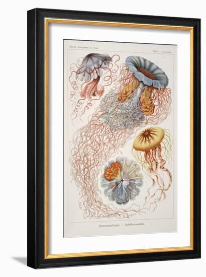 Smimthsonian Libraries: "Discomedusae" by Ernst Heinrich Philipp August Haeckel-null-Framed Art Print