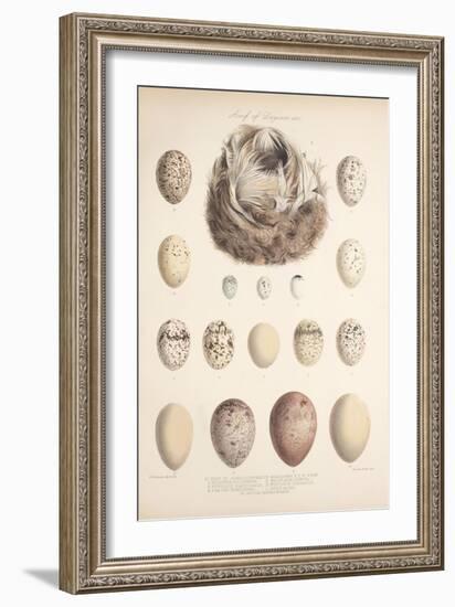 Smimthsonian Libraries: Nest of Acrulocephalus Familiaris-null-Framed Art Print