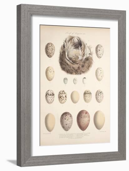 Smimthsonian Libraries: Nest of Acrulocephalus Familiaris-null-Framed Art Print