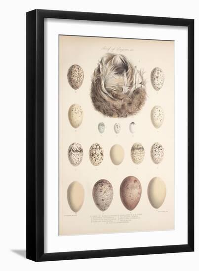 Smimthsonian Libraries: Nest of Acrulocephalus Familiaris-null-Framed Art Print