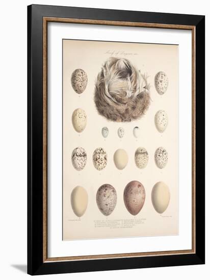 Smimthsonian Libraries: Nest of Acrulocephalus Familiaris-null-Framed Art Print