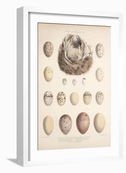 Smimthsonian Libraries: Nest of Acrulocephalus Familiaris-null-Framed Art Print