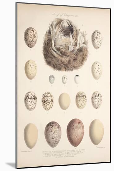 Smimthsonian Libraries: Nest of Acrulocephalus Familiaris-null-Mounted Art Print