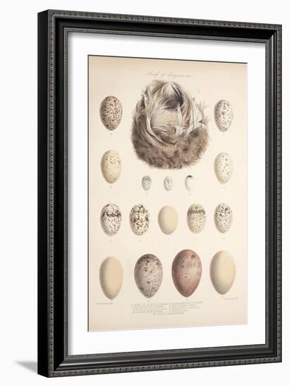 Smimthsonian Libraries: Nest of Acrulocephalus Familiaris-null-Framed Art Print