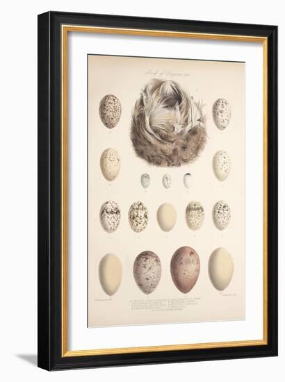 Smimthsonian Libraries: Nest of Acrulocephalus Familiaris-null-Framed Art Print