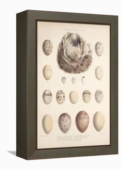 Smimthsonian Libraries: Nest of Acrulocephalus Familiaris-null-Framed Stretched Canvas