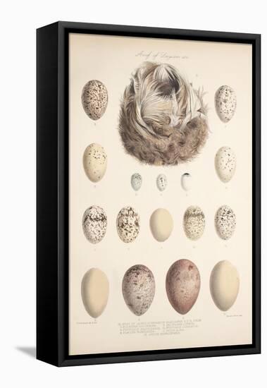 Smimthsonian Libraries: Nest of Acrulocephalus Familiaris-null-Framed Stretched Canvas