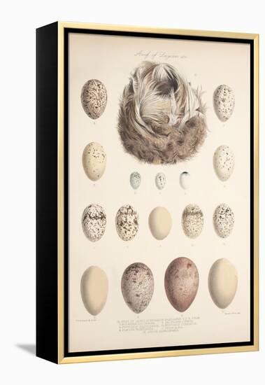 Smimthsonian Libraries: Nest of Acrulocephalus Familiaris-null-Framed Stretched Canvas