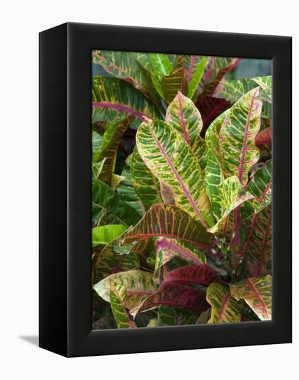 Smith Family Luau Garden Grounds, Kauai, Hawaii, USA-Savanah Stewart-Framed Premier Image Canvas