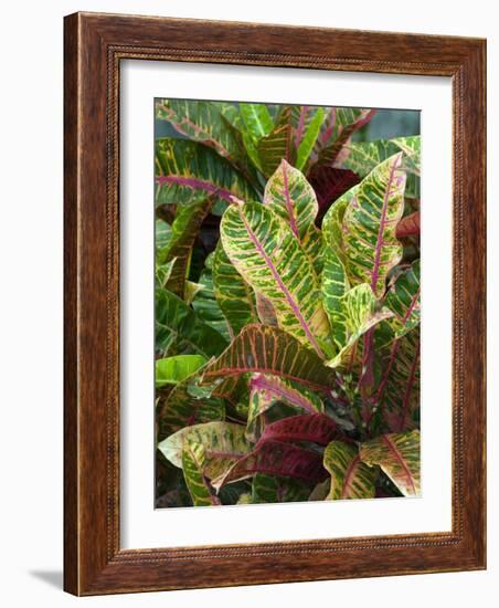 Smith Family Luau Garden Grounds, Kauai, Hawaii, USA-Savanah Stewart-Framed Photographic Print