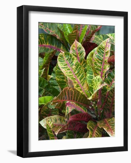 Smith Family Luau Garden Grounds, Kauai, Hawaii, USA-Savanah Stewart-Framed Photographic Print