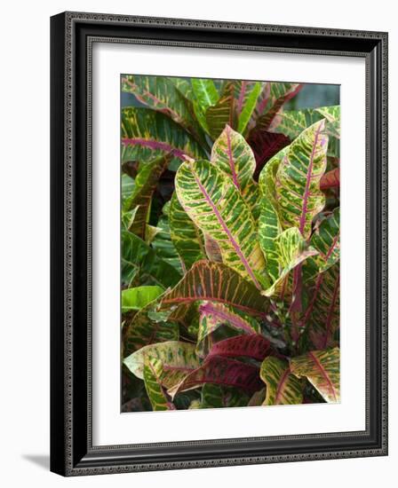 Smith Family Luau Garden Grounds, Kauai, Hawaii, USA-Savanah Stewart-Framed Photographic Print