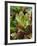 Smith Family Luau Garden Grounds, Kauai, Hawaii, USA-Savanah Stewart-Framed Photographic Print