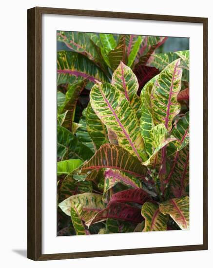 Smith Family Luau Garden Grounds, Kauai, Hawaii, USA-Savanah Stewart-Framed Photographic Print