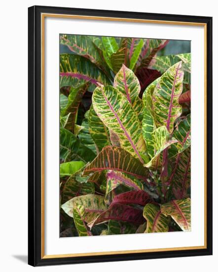 Smith Family Luau Garden Grounds, Kauai, Hawaii, USA-Savanah Stewart-Framed Photographic Print