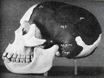 Model of the Skull of Piltdown Man (Eanothropus Dawson), 1914-Smith Woodward-Premier Image Canvas