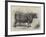 Smithfield Club Cattle Show-null-Framed Giclee Print