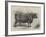 Smithfield Club Cattle Show-null-Framed Giclee Print