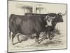 Smithfield Club Cattle-Show-Harrison William Weir-Mounted Giclee Print