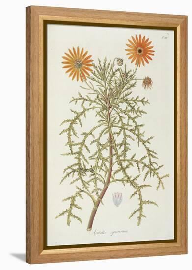 Smithsonian Libraries: Arctotis squarrosa-null-Framed Stretched Canvas